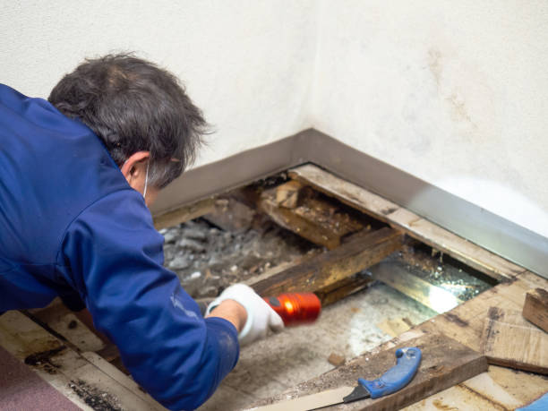 Best Fast Mold Removal  in Clintwood, VA