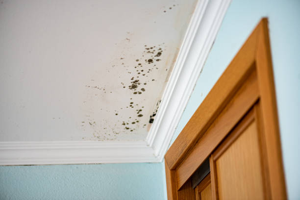 Best Mold Damage Repair  in Clintwood, VA