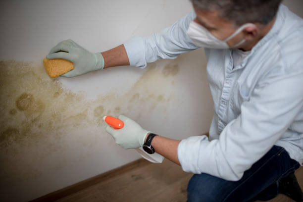 Best Commercial Mold Removal  in Clintwood, VA