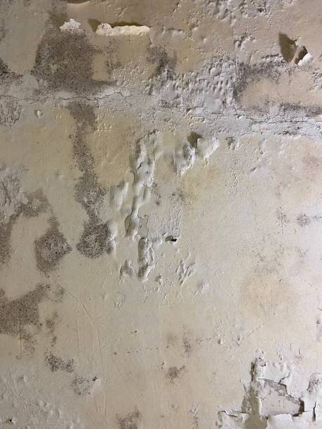 Best Same-Day Mold Removal  in Clintwood, VA