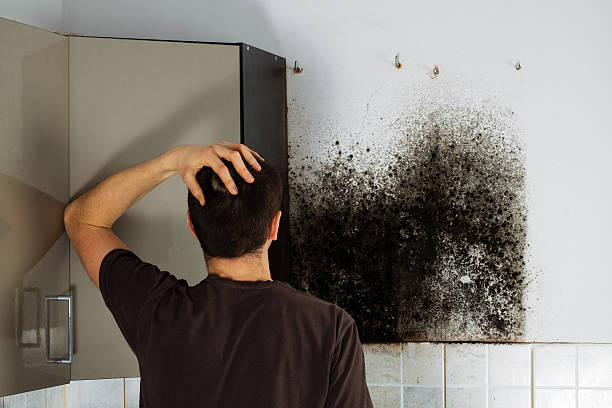 Office Mold Removal Services in Clintwood, VA