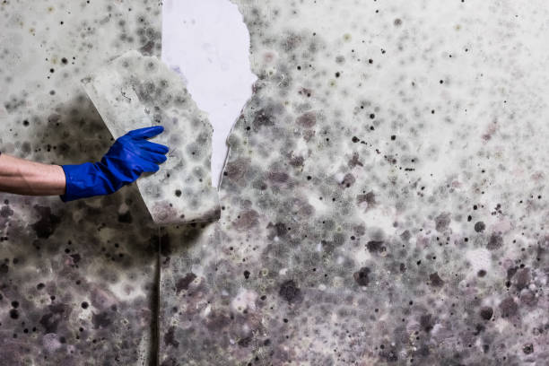 Best Black Mold Removal  in Clintwood, VA