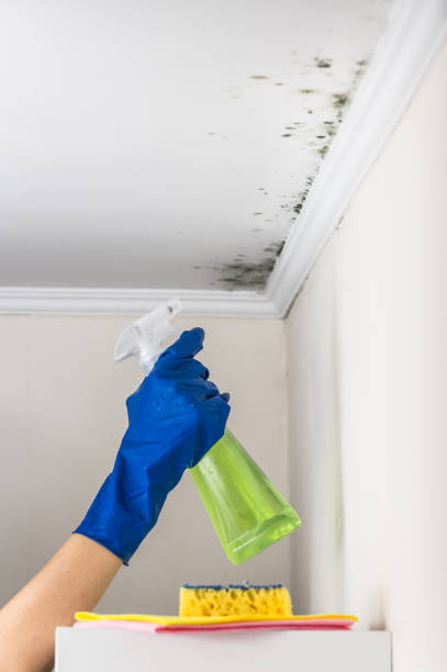 Trusted Clintwood, VA Mold Removal Experts