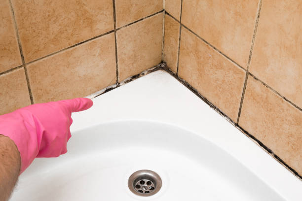 Best Mold Removal Company Near Me  in Clintwood, VA